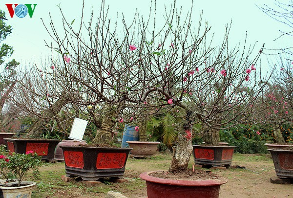Peach blossoms in Hanoi  - ảnh 4